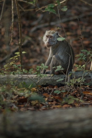 Monkey in a natural habitat of Komodo islandの写真素材