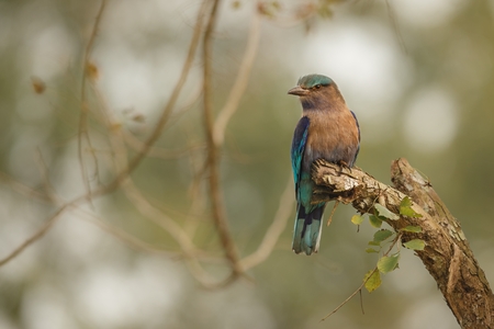 Indian roller with the nice soft background in Kaziranga National Park in India, Assamの写真素材