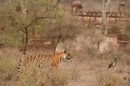 Tiger and a bird by the fortの写真素材
