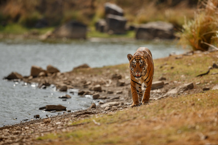 Tiger by the lakeの写真素材