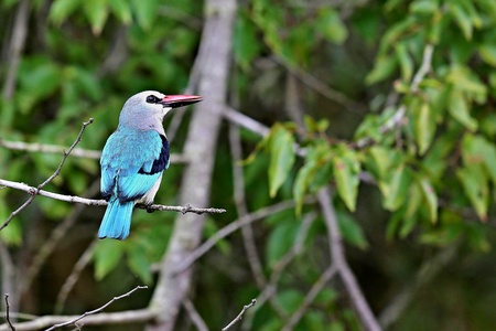 Bird in a treeの写真素材