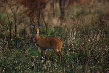 Roe deer male on the magical green grasslandの写真素材