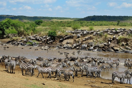 Great migration of wildebeest and zebras in Masai Mara, Kenya, Tanzania, Africaの写真素材