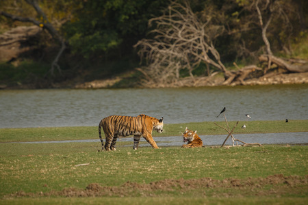 Tiger cubs first aggression next to the Rajbagh lake in Ranthambhore National Park in India.