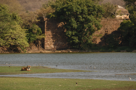 Tiger by the lake and the fort