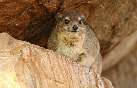 Rock hyrax on rocks