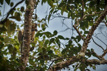 Capped langur monkey on a tree in jungleの写真素材