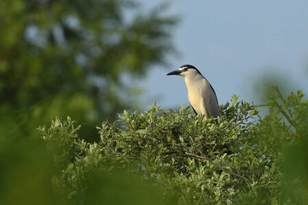 Beautiful European water bird on a treeの写真素材