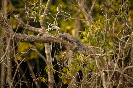 Big monitor lizard on a tree in Sundarbans in Indiaの写真素材