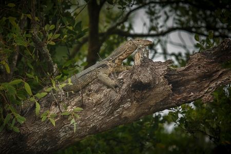 Big monitor lizard on a tree in Sundarbans in Indiaの写真素材