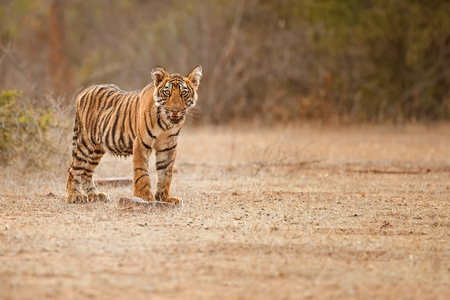 Bengal tiger from Ranthambhore National Park in Indiaの写真素材