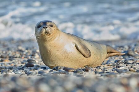 Seal on the beach in dune island near Helgolandの写真素材