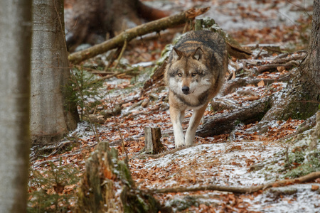 Eurasian wolf in natural habitat in Bavarian forest