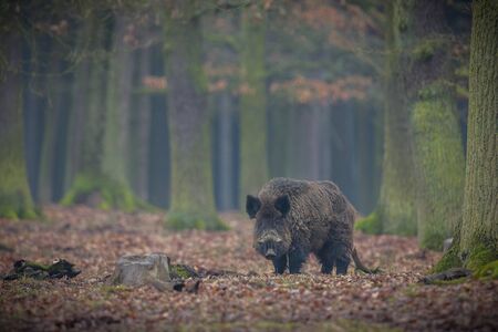 Big wild boar in the European forestの写真素材