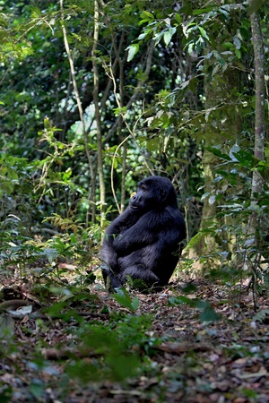 Eastern gorilla in the beautiful of African jungle