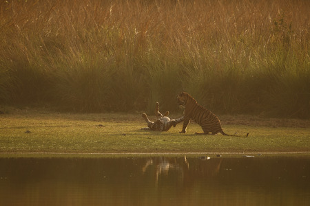 Tiger cubs first aggression next to the Rajbagh lake in Ranthambhore National Park in India.の写真素材