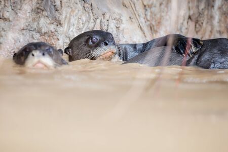 River otters swimming in murky waterの写真素材