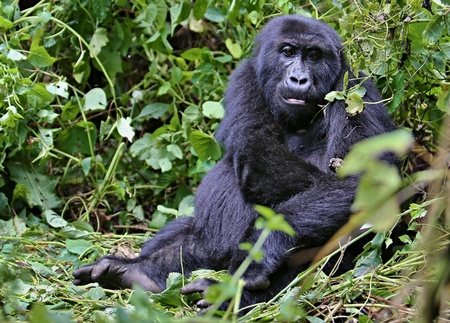 Eastern gorilla in an african jungle