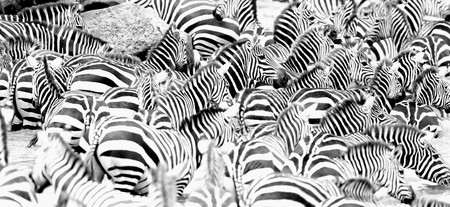 Big herd of Zebras during the great migration in Masai Maraの写真素材