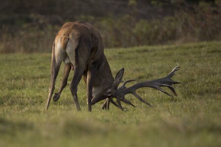 Red deer during the deer rut in Czech Republicの写真素材