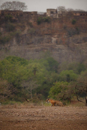 Tiger and the fortの写真素材