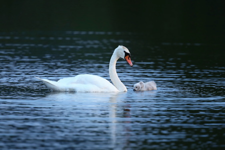 Swan with youngling on the lake in their natural habitatの写真素材