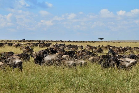 Great migration of wildebeest and zebras in Masai Mara, Kenya, Tanzania, Africaの写真素材