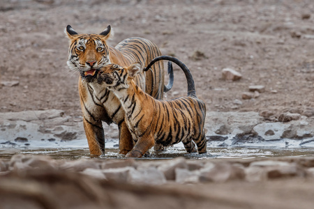 Tiger family in their natural habitat of Ranthambhore National Parkの写真素材