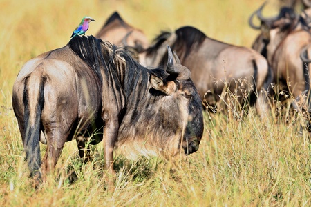 Great migration of wildebeests in Masai Mara, Kenya, Africaの写真素材