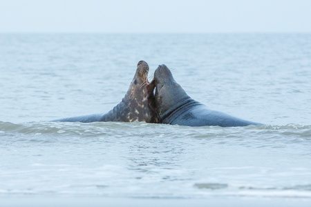 Seals fighting one another in the waterの写真素材