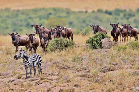Great migration of wildebeest and zebras in Masai Mara, Kenya, Tanzania, Africaの写真素材