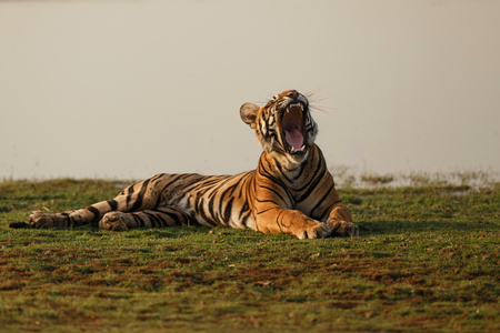 Bengal tiger in Ranthambhore National Park, Indiaの写真素材