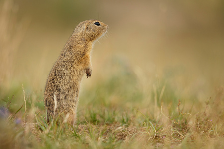 Ground squirrel in a fieldの写真素材