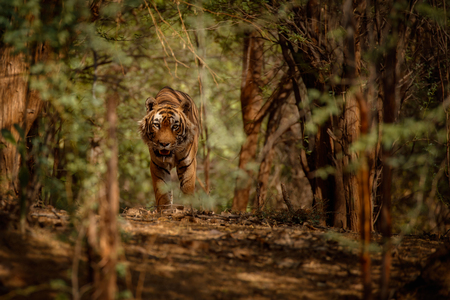 Tiger walking in a forestの写真素材