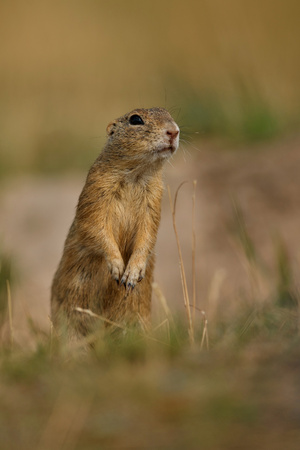 Common ground squirrel in a meadowの写真素材