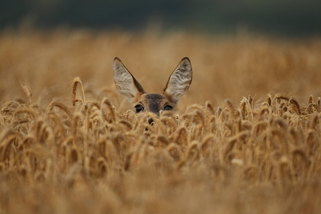 Deer in a wheat fieldの写真素材