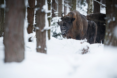 European bison bull in a white forestの写真素材