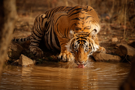 Tiger drinking from a pondの写真素材