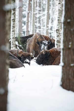 European bison bulls in a white forestの写真素材