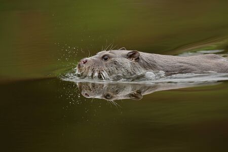 River otter swimming in a riverの写真素材