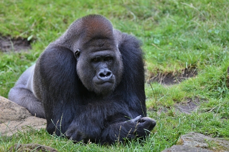 Eastern gorilla on grassの写真素材