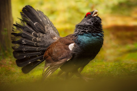 Male western capercaillie in the wildの写真素材