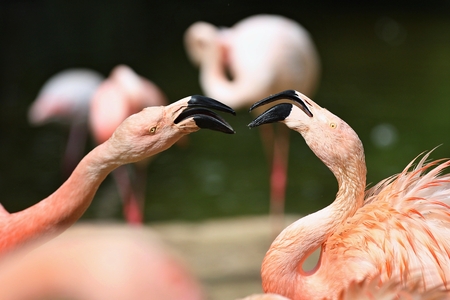 Two pink flamingos are fightingの写真素材