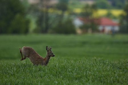 Roe deer in a fieldの写真素材