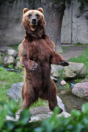 Bear standing and lookingの写真素材
