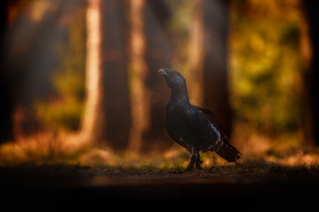 Male western capercaillie in the wildの写真素材