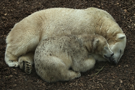 Polar bears asleep on the groundの写真素材