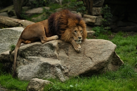 Lion resting on a rockの写真素材