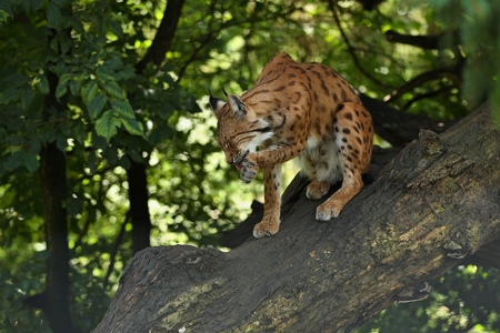 Eurasian lynx on a treeの写真素材