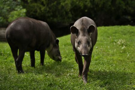 South american tapir, Tapirus terrestris in zoo